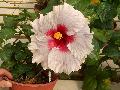 Beau Vie Chinese Hibiscus / Hibiscus rosa-sinensis 